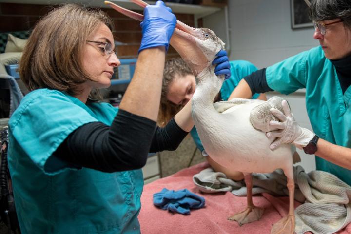 Dr, Childs-Sanford is wearing blue exam gloves as she examines a pelican standing on a table.