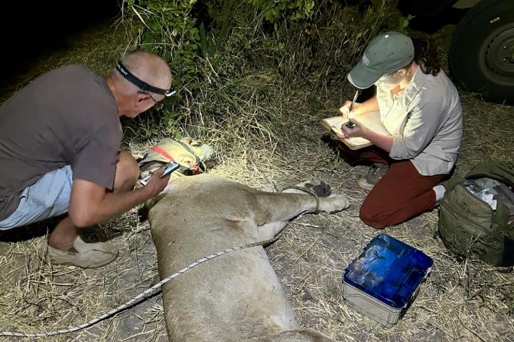 Brenna is on the ground writing things on a clipboard as another person monitors a lion that is sedated on the ground.