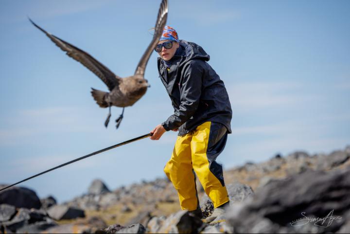 Person wearing a dark jacket and bright yellow waterproof pants standing on rocky terrain, holding a long pole while a large bird with outstretched wings flies close by. The background shows scattered rocks under a clear blue sky.