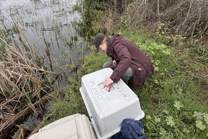 Amanda is crouching down and opening a small crate on the edge of a lush pond.