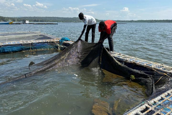 Two individuals stand on a floating tilapia cage in the ocean and pull in a net