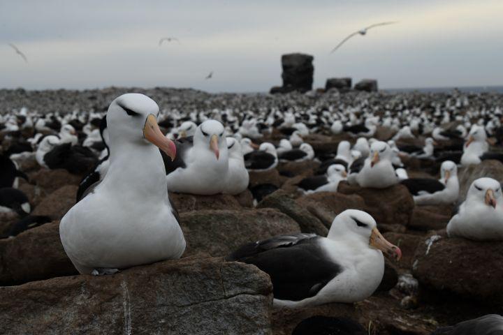 A dense colony of black-browed albatrosses rests on rocky terrain near the shoreline under a cloudy sky. The birds sit shoulder-to-shoulder, some with eyes closed and others alert, while a few fly overhead.