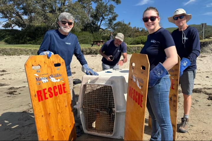 Four people wearing gloves stand on a sandy beach around a covered animal carrier, holding wooden boards labeled “Marine Wildlife Rescue,” with grassy dunes and trees in the background on a sunny day.