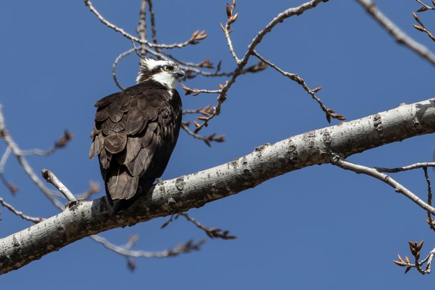 An osprey perched in a tree with buds and blue sky behind