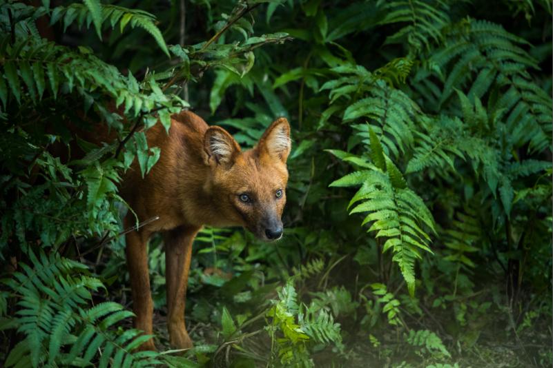 A dhole peeks out from lush greenery.