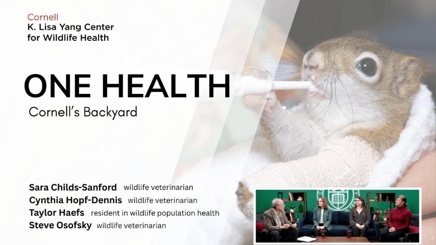 A squirrel with a cast on its arm is being bottle fed. In the bottom right corner there is a photo of Dr. Osofsky, Dr. Childs-Sanford, Dr. Taylor Haefs and Dr. Hopf-Dennis sitting on a couch speaking.