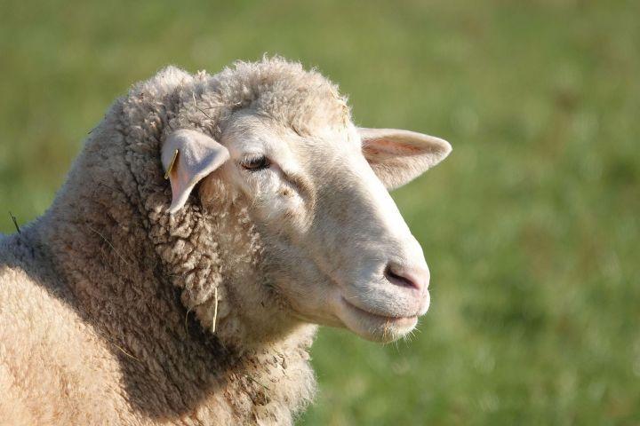 A close up of a sheep's face with a blurred grassy landscape.