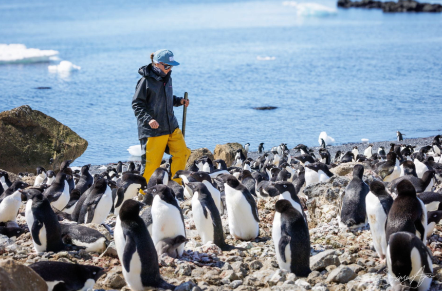 Dr. Amandine Gamble walks along the shore surrounded by penguins.