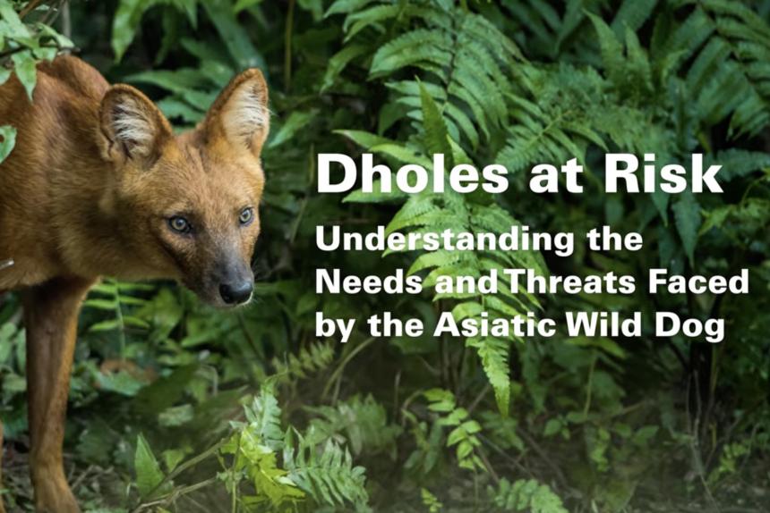 Dholes at Risk Understanding the Needs and Threats Face by the Asiatic Wild Dog