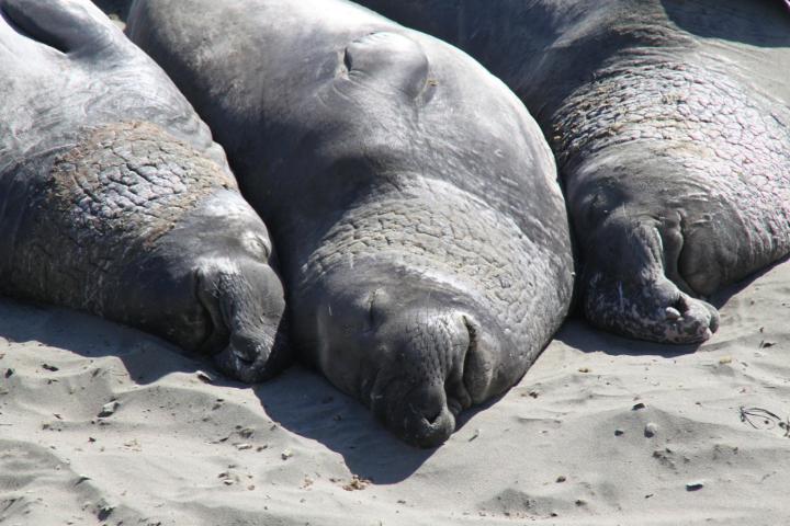 Three elephant seals laying together on the sand.