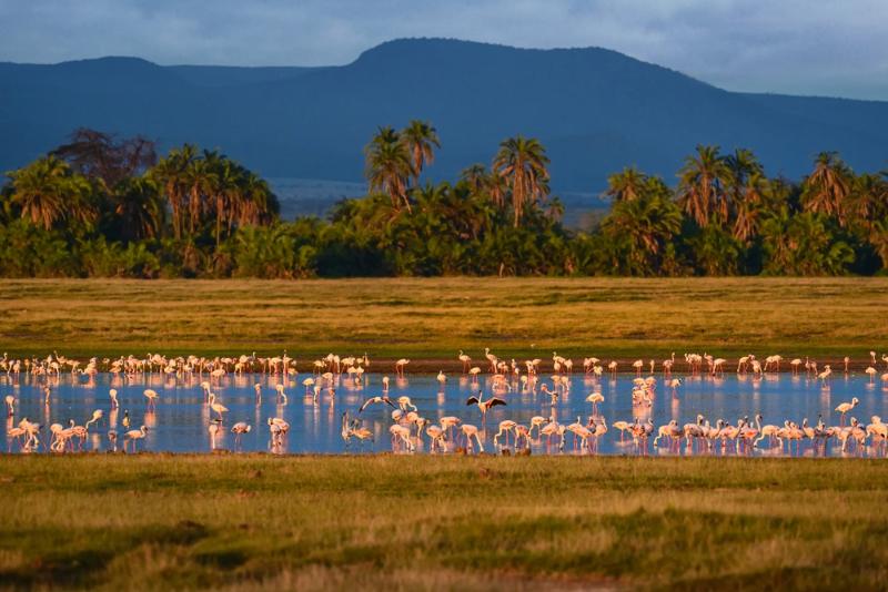 A large flock of flamingos standing and feeding in a shallow lake, with palm trees and distant mountains in the background under warm, golden light.