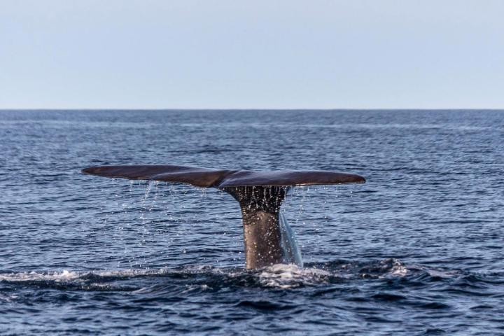 Whale fin above the water in the middle of the ocean.
