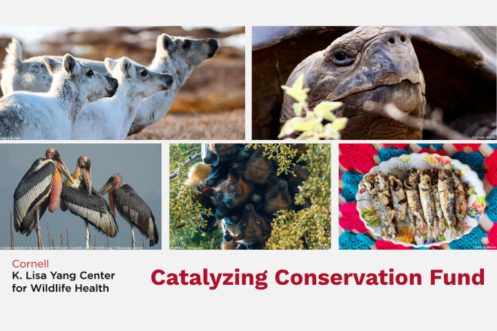 Catalyzing Conservation Fund
