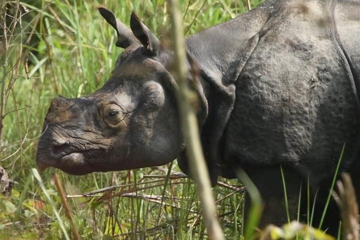 A rhino stands in tall grass