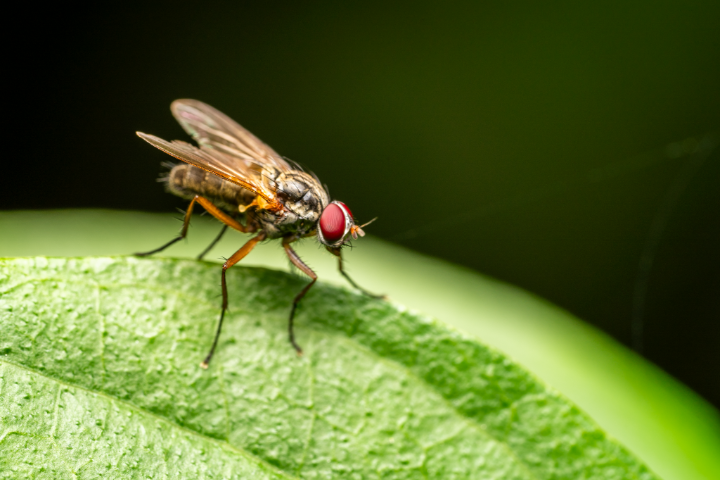 Fly on a green leaf.