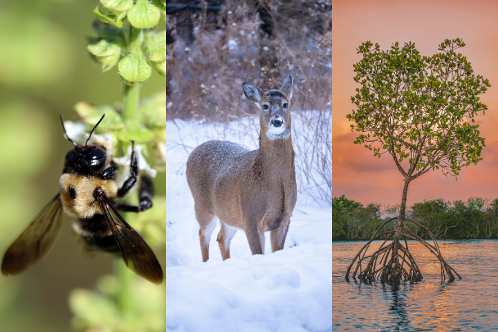 a bee a deer and a mangrove tree