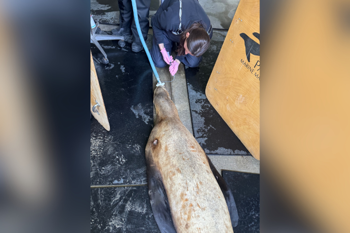 Student Checking the endotracheal tube cuff on an anesthetized adult female California sea lion during an admission examination