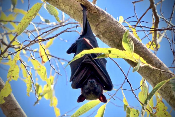 Bat hanging upside down on a tree branch.