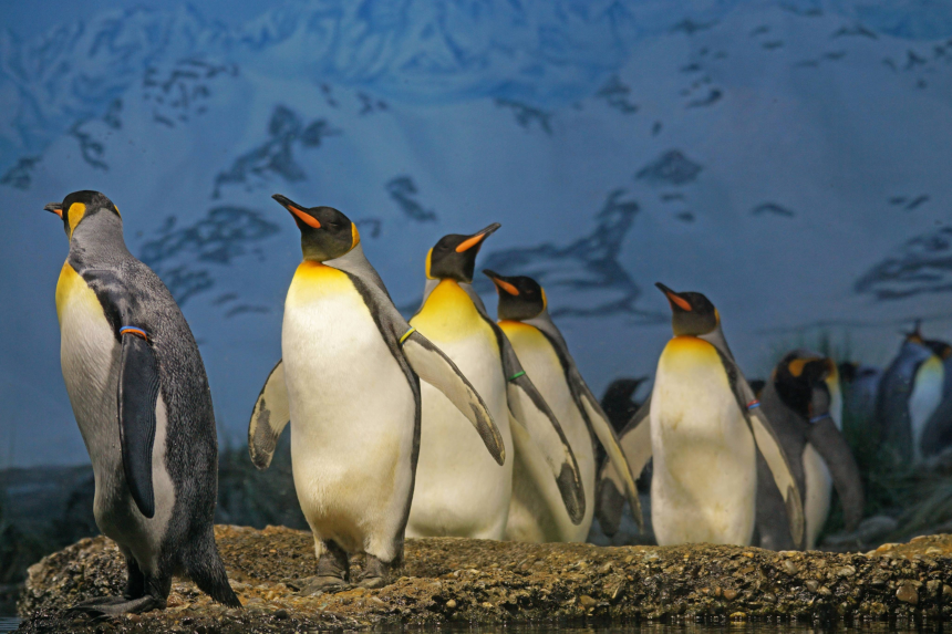 Group of penguins