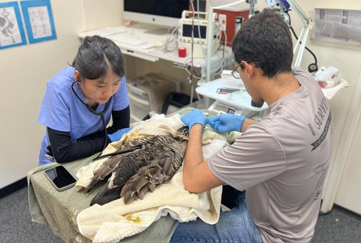 Two healthcare professionals are attending to a goose that is under anesthesia with monitoring equipment in the background.
