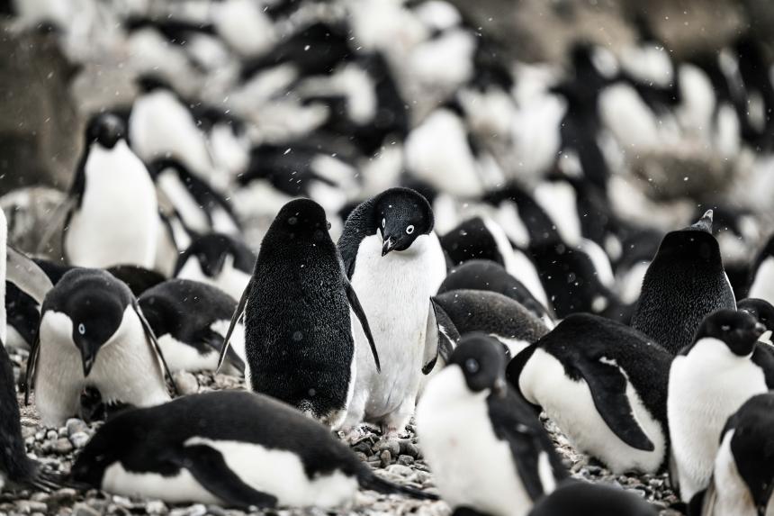 A large group of Adelie penguins