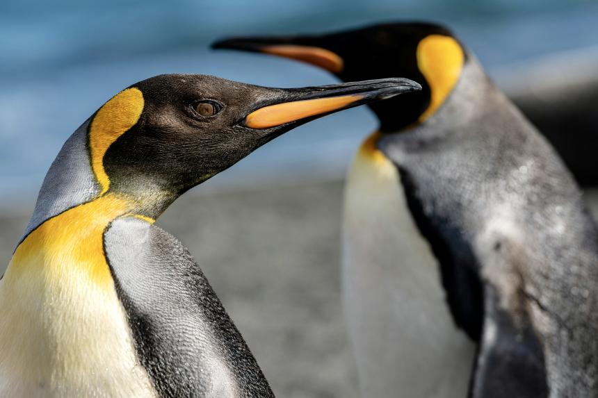 Two king penguins