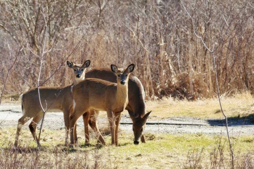 Three white tailed deer stand in grass